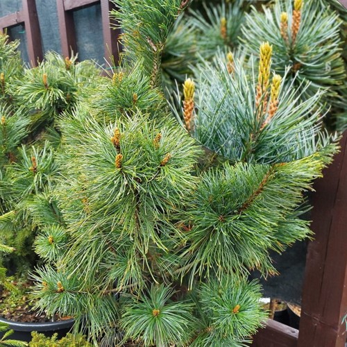 Pinus pumila 'Compacta' - Kääbus-seedermänd 'Compacta' C5/5L